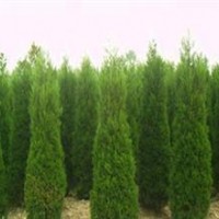 2014年秋季苗圃地供應(yīng)蜀檜2—3米，2米最新報(bào)價(jià)30元！