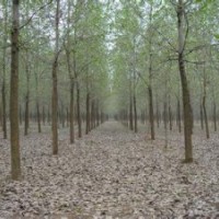 南京意楊價格10公分優(yōu)質意楊報價