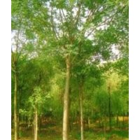 5-10公分嫁接香花槐