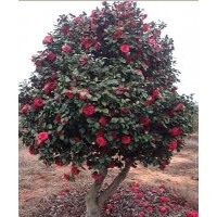 茶花、山茶花、大茶花供應