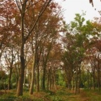 急售精品櫸樹報(bào)價(jià)16公分移植櫸樹銷售