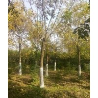 常年供應(yīng)綠化苗木杜仲、大葉垂榆、金葉榆、絲綿木、黃櫨、柿子樹