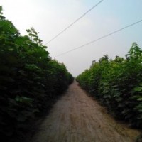 1、2、3、4、5、公分楸樹、梓樹苗