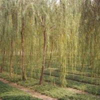 地到期,低價處理垂柳20萬棵,給錢就賣,快來搶吧