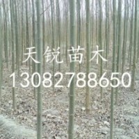 山東冠縣處理一批3公分速生柳，4公分速生柳，5公分速生柳