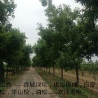 大量供應(yīng)行道國槐