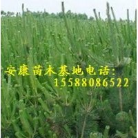 提供1米黑松苗1.2米黑松1.3米黑松苗1.4米黑松苗