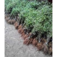 河南商丘大量供應(yīng)紫穗槐