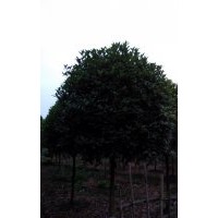 成都桂花，成都桂花價格