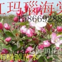 紅瑪瑙海棠，俏佳人海棠，珠穆朗瑪海棠，高原之火海棠