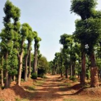 供應18-20公分移植骨架香樟