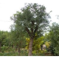 8-22公分國槐價(jià)格