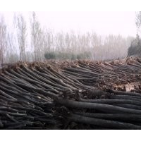 15公分國(guó)槐樹價(jià)格 合歡樹價(jià)格