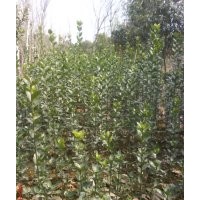供應(yīng)北海道黃楊、法國冬青、河南檜、南天竹等