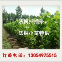 河北廊坊急售一年冠12公分法桐法桐價格表