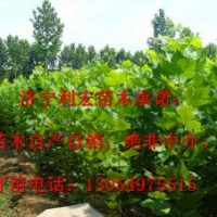 急售兩年冠16公分法桐法桐價格表