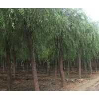 河北那里垂柳多@@@保定垂柳基地批發(fā)垂柳