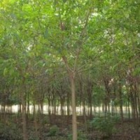 精品重陽(yáng)木，重陽(yáng)木精品