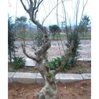 供應(yīng)羅漢松，藍(lán)花楹、木棉、宮粉紫荊、雞冠刺桐，風(fēng)鈴木，欖仁，