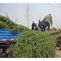 5公分垂柳價格8公分垂柳價格10公分垂柳價格