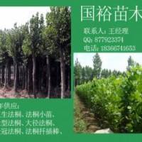 供應(yīng)北京2公分10公分法桐小苗法桐造型法桐最新技術(shù)培訓(xùn)