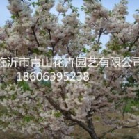 白花雙櫻、白色雙櫻花、北京西府海棠