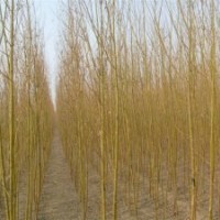 供應8公分垂柳，10公分垂柳12公分垂柳