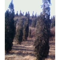 北京儈 蜀儈 河南儈 油松 華山松 白皮松 側(cè)柏