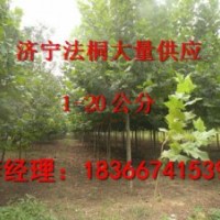 10公分1年帽法桐價格是多少河北廊坊9公分法桐價格