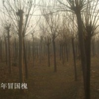 供應(yīng)10 11 12公分2-3年冠造型公分 2014年國槐最新價格行情