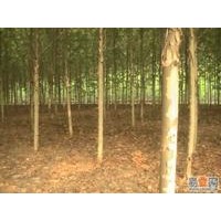 現(xiàn)在梧桐樹價格梧桐樹報價