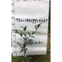 竹柏袋苗價格2.8元，8公分竹柏價格850元，10公分竹柏價格1500元