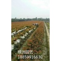 紅葉石楠袋苗價格0.75元，紅葉石楠基地，紅葉石楠行情，紅葉石楠