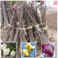 紅花滿條紅 1.5米高紫荊叢生紫荊苗多分枝2公分獨(dú)桿紫荊