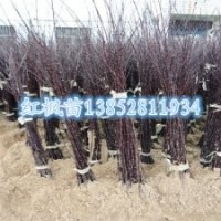 1米高紅楓苗觀葉行道樹(shù)景觀樹(shù)苗