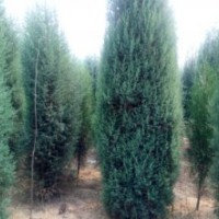 供應(yīng)3米-3.5米的北京檜柏，一級苗