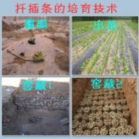 供應(yīng)5公分法桐9公分裸根定桿山東濟(jì)寧法桐價(jià)格