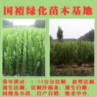 供應(yīng)6公分-9公分裸根定桿法桐扦插條技術(shù)要領(lǐng)