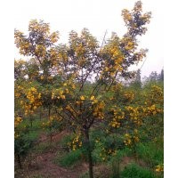 四川黃花槐1--6公分