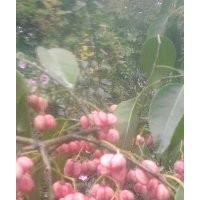 大量供應(yīng)絲棉木