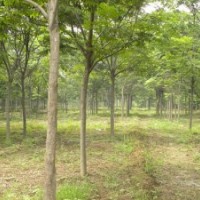 造型法桐 白蠟 國槐 法桐 北欒 南欒 垂柳 速生法桐