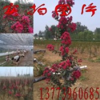 2公分美國紅火球紫薇價格