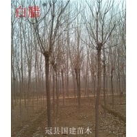 出售：速生柳、垂柳、黃柳、千頭椿、107、白蠟、合歡、毛白楊