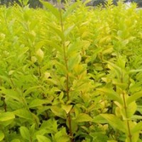 河北金葉女貞30公分金葉女貞價(jià)格