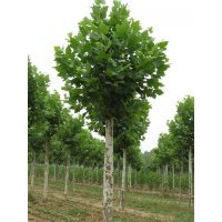 供應(yīng)6公分法桐