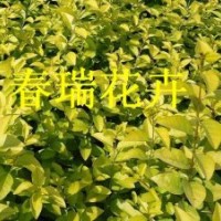 山東青州40公分金葉女貞