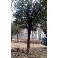 供應(yīng)帶帽國槐