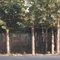 濟(jì)寧法桐1-2年帽法桐