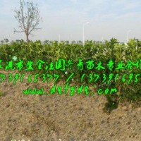 法國(guó)冬青農(nóng)戶直銷，法國(guó)冬青自產(chǎn)自銷