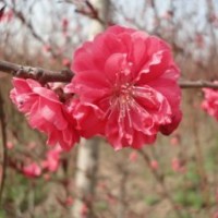 低價供應(yīng)碧桃樹苗